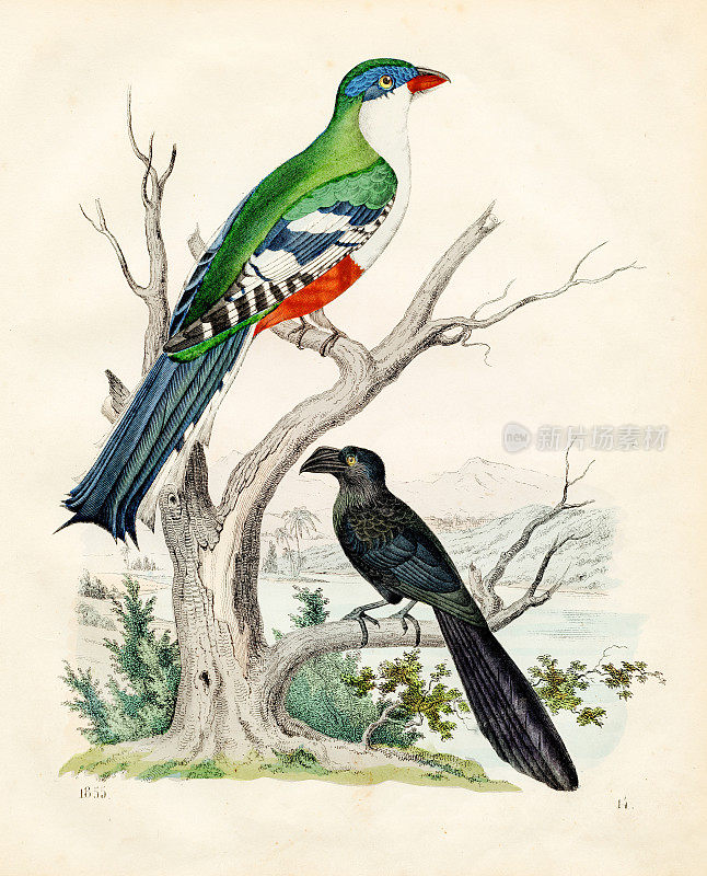 古巴trogon: tocororo彩色板插图1855